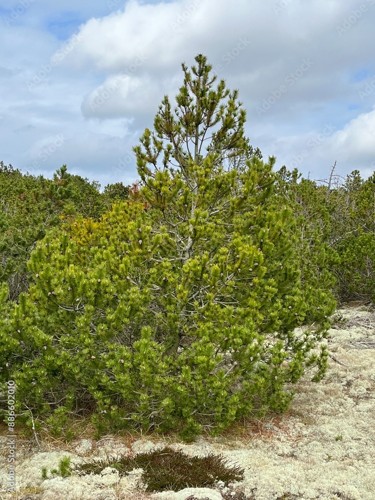 Obraz premium trees in the forest