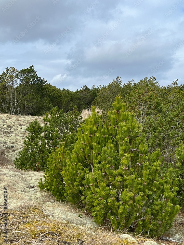 Obraz premium trees in the forest