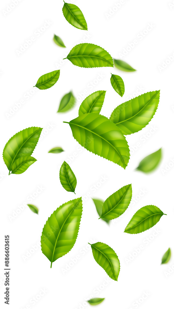Fresh Mint Leaves Fresh Mint Leaves
