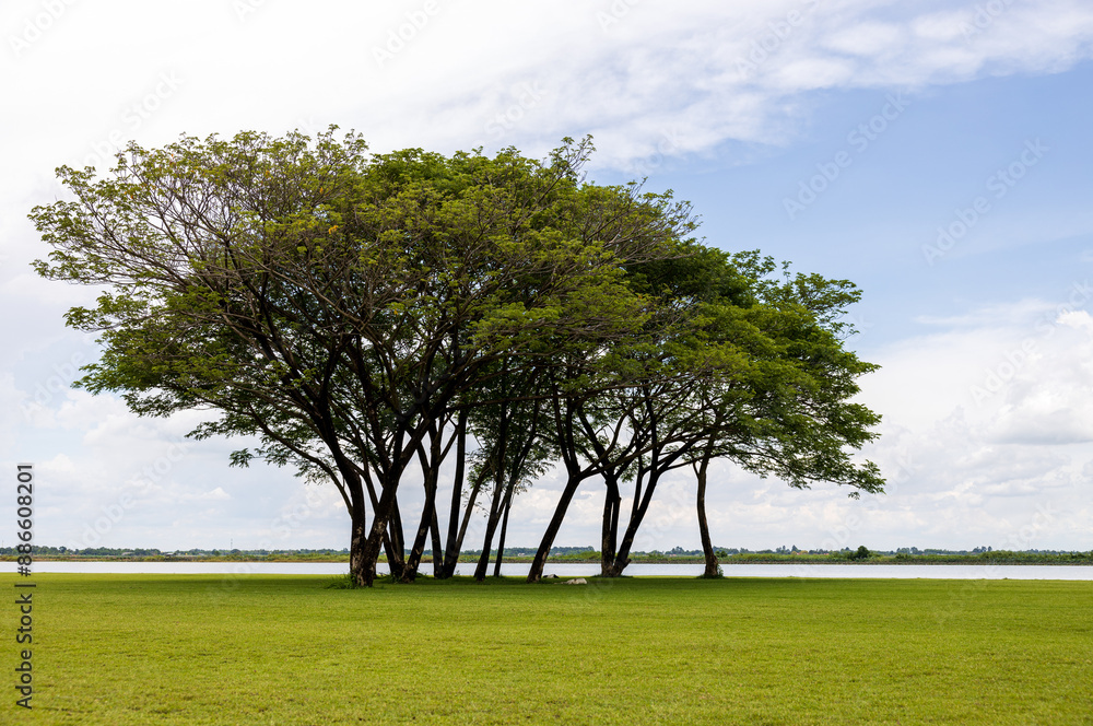 Obraz premium A view of a sweeping green lawn with large trees beautifully.
