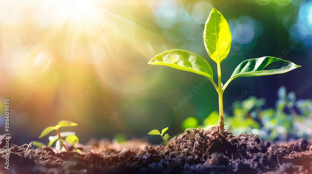 A small green plant is growing in the dirt. The sun is shining brightly on the plant, making it look healthy and vibrant A small green plant is growing in the dirt. The sun is shining brightly on the plant, making it look healthy and vibrant