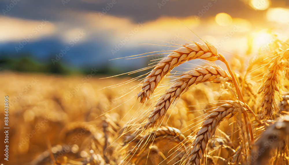 Wheat field. Ears of golden wheat close up. Beautiful Nature Sunset Landscape. Rural Scenery under Shining Sunlight. Background of ripening ears of wheat field. Rich harvest Concept Wheat field. Ears of golden wheat close up. Beautiful Nature Sunset Landscape. Rural Scenery under Shining Sunlight. Background of ripening ears of wheat field. Rich harvest Concept