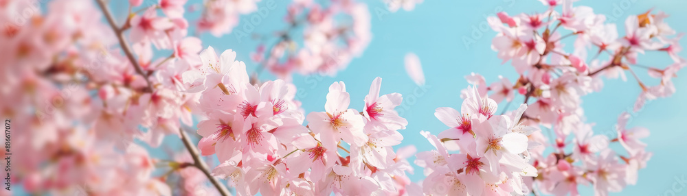 Beautiful cherry blossom branches with delicate pink flowers in full bloom against a clear blue sky, symbolizing spring and renewal. Beautiful cherry blossom branches with delicate pink flowers in full bloom against a clear blue sky, symbolizing spring and renewal.