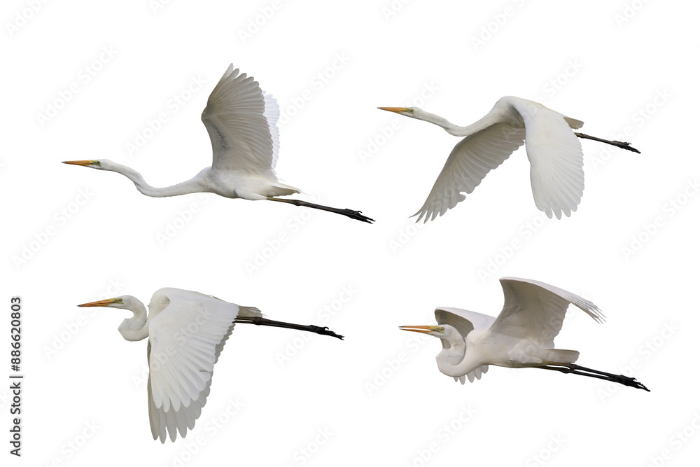 Fototapeta premium Set of Eastern great egret flying isolated on transparent background png file