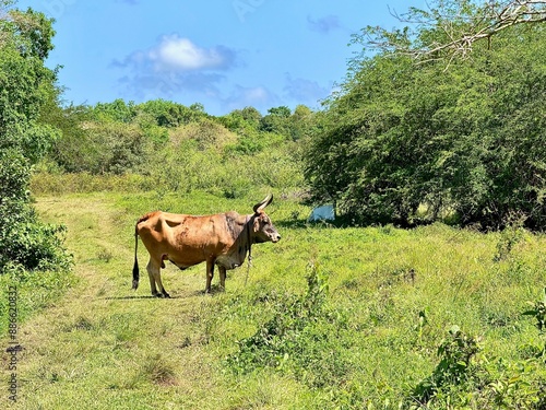 view of an isolated beef in a green field of guadeloupe in the french west indies on a sunny day
 photo