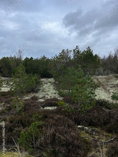 trees in the forest with moss on the ground