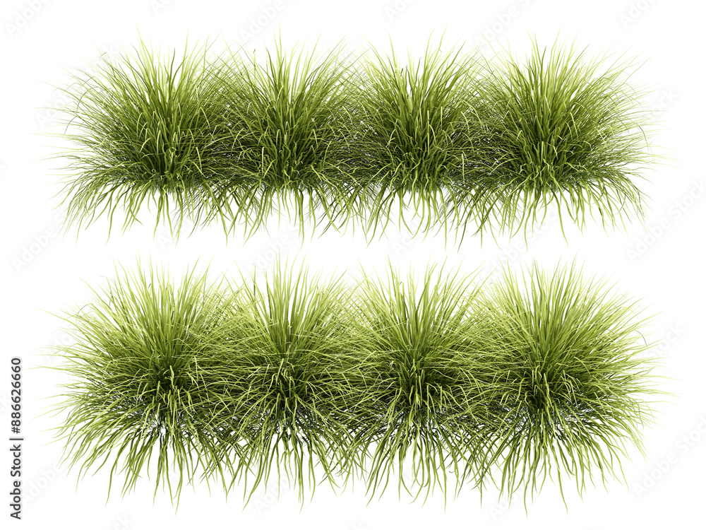 green grass isolated on white green grass isolated on white