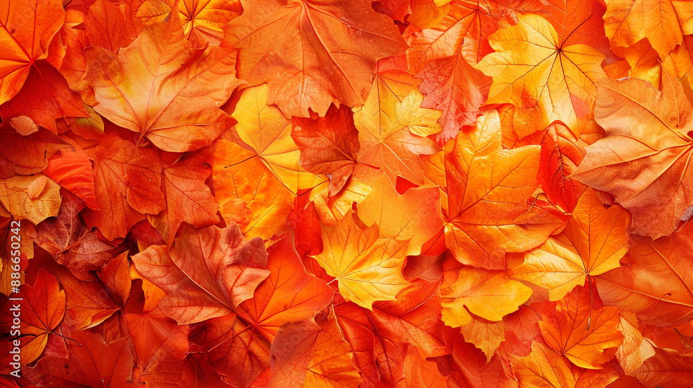 The background of the leaves that have fallen on the floor in autumn. The leaves have turned yellow and reddish. The background of the leaves that have fallen on the floor in autumn. The leaves have turned yellow and reddish.