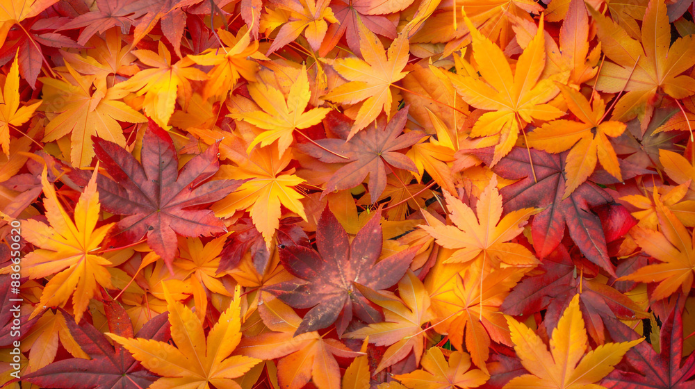 The background of the leaves that have fallen on the floor in autumn. The leaves have turned yellow and reddish. The background of the leaves that have fallen on the floor in autumn. The leaves have turned yellow and reddish.