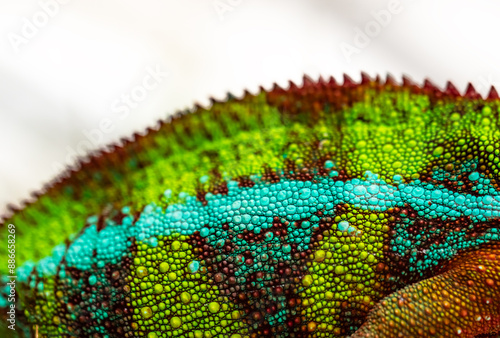 Macro photo beautiful colorful chameleon skin. Selective focus. Copy space photo