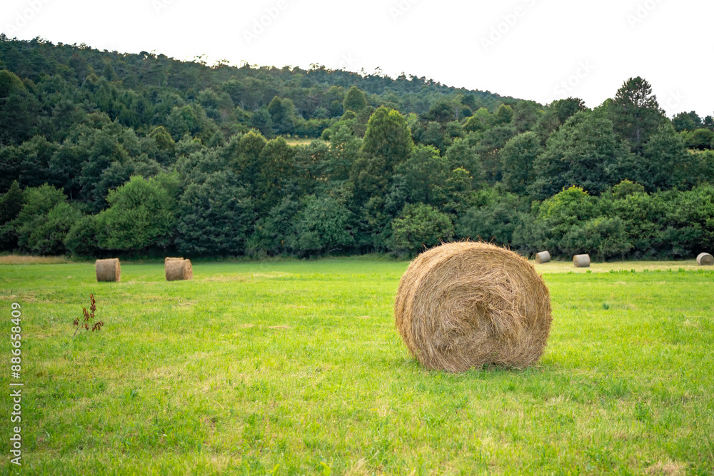 hay bales in the beautiful field hay bales in the beautiful field