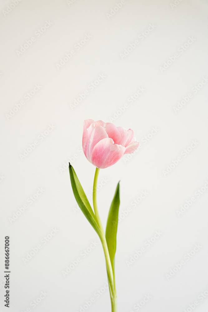 Elegant close-up of a delicate pink tulip with soft petals against a light background. The simple composition with green leaves, serene and graceful floral scene. Pastel tones and minimalist style Elegant close-up of a delicate pink tulip with soft petals against a light background. The simple composition with green leaves, serene and graceful floral scene. Pastel tones and minimalist style