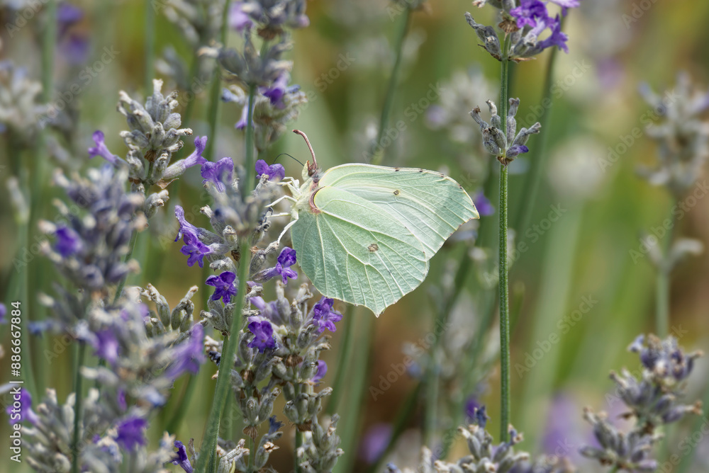 Common brimstone butterfly (Gonepteryx rhamni) sitting on lavender in Zurich, Switzerland