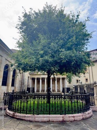 Tree of Gernika