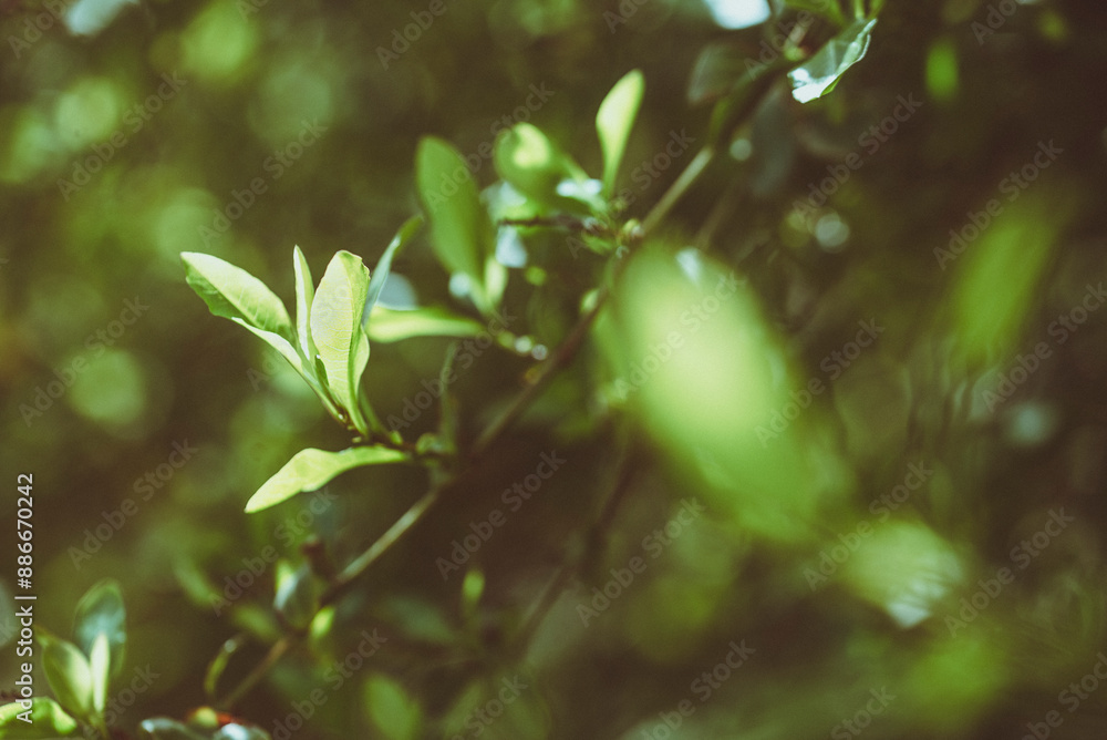 Close-up of green leaves on tree branches in a garden, Spain Close-up of green leaves on tree branches in a garden, Spain