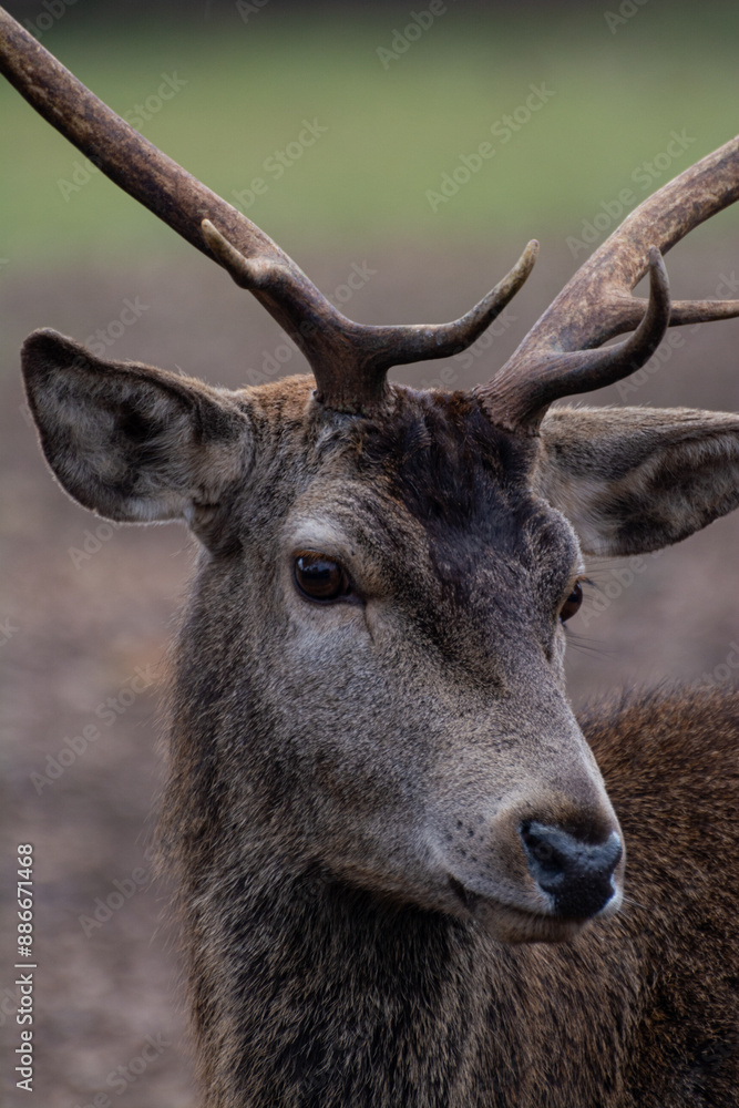 Detailed portrait of the deer in the Spanish mountains Detailed portrait of the deer in the Spanish mountains