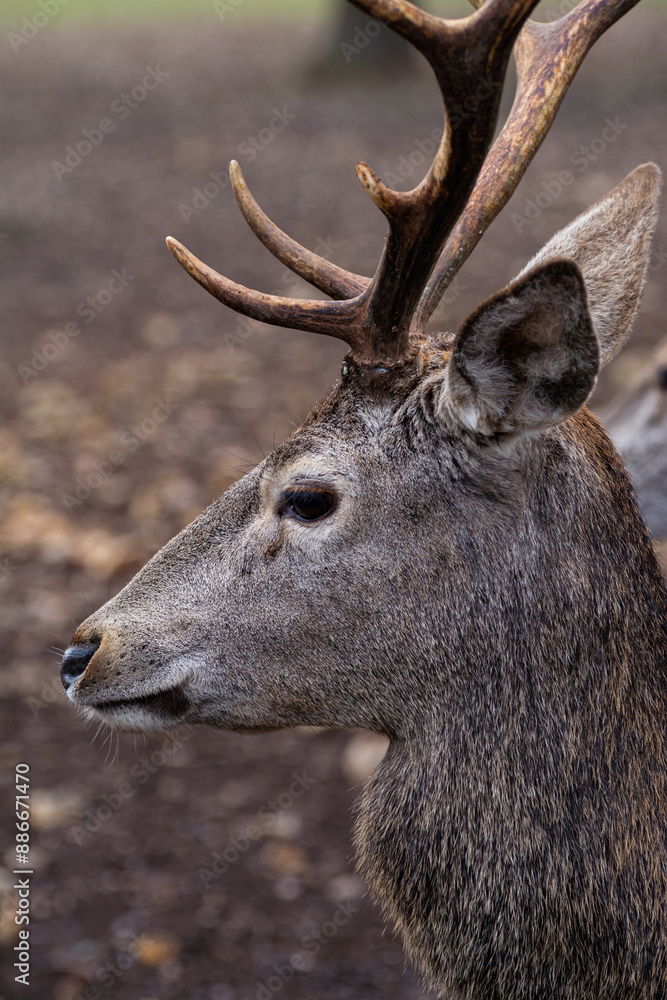 Detailed portrait of the deer in the Spanish mountains Detailed portrait of the deer in the Spanish mountains