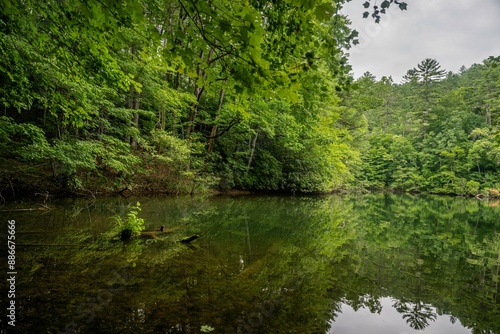lake in summer with greenery