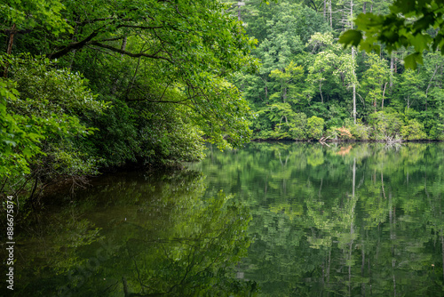 lake in summer with greenery