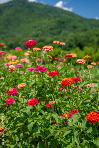 flower farm mountain