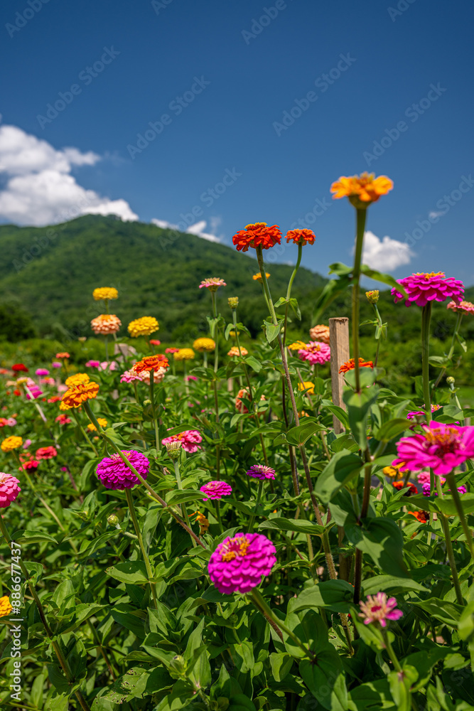 Obraz premium flower farm mountain
