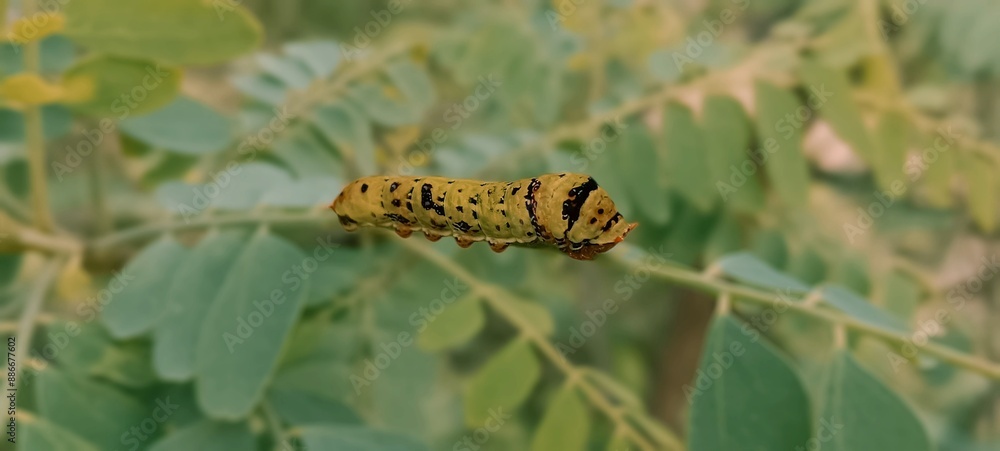 caterpillar on a branch caterpillar on a branch