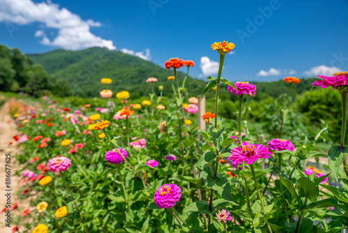 flower farm mountain