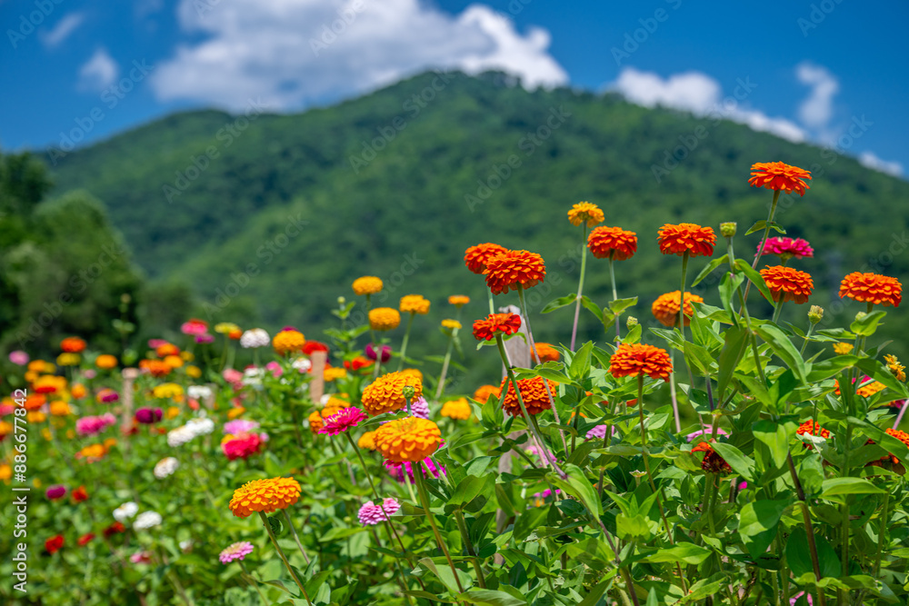 flower farm mountain flower farm mountain