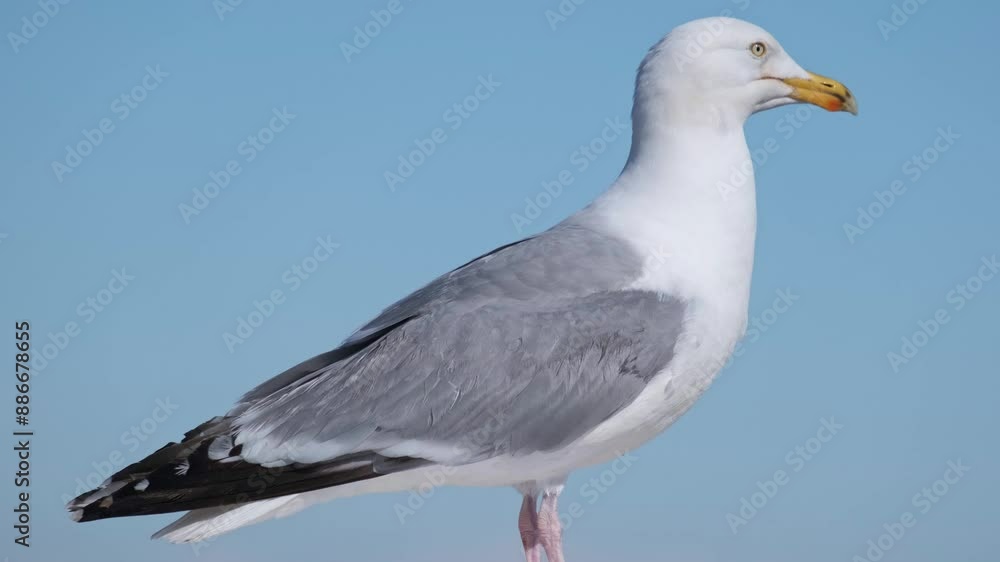 Sea gull standing on a fence in Brighton, UK Sea gull standing on a fence in Brighton, UK