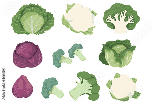 Set of cabbage, salad, broccoli and cauliflower in different types isolated on white. Vector illustration