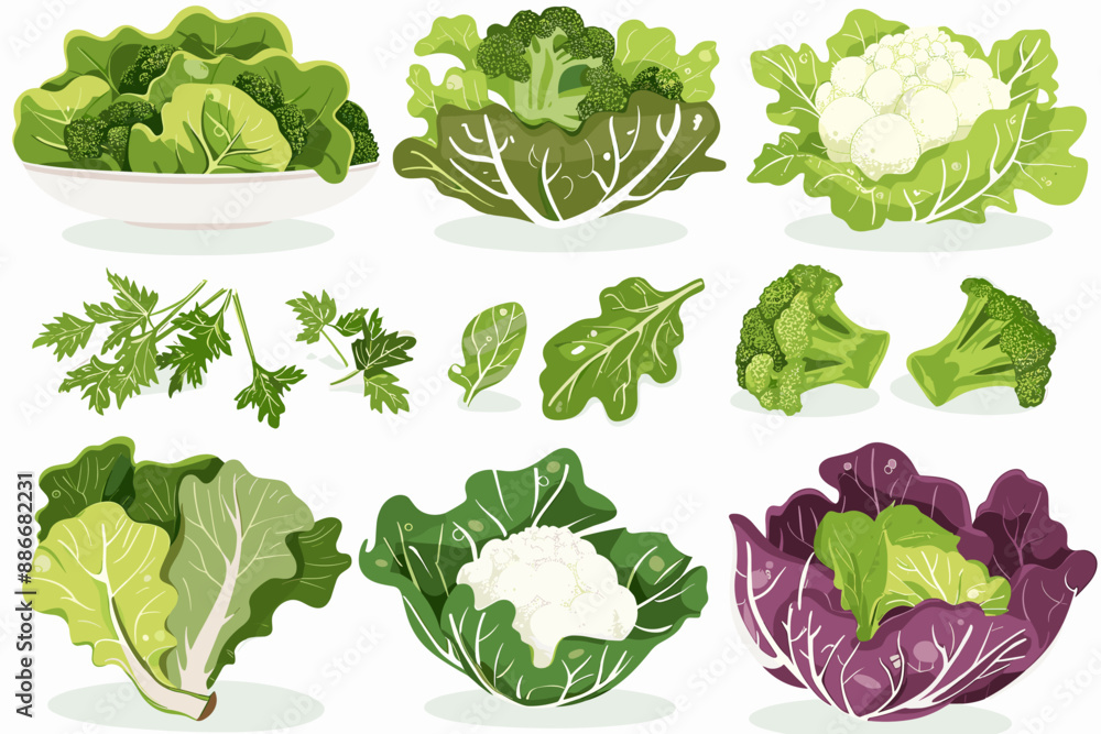 Set of cabbage, salad, broccoli and cauliflower in different types isolated on white. Vector illustration Set of cabbage, salad, broccoli and cauliflower in different types isolated on white. Vector illustration
