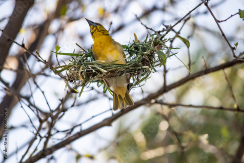 The Little Weaver (Ploceus luteolus) in Ethiopia builds intricate nests in trees, displaying vibrant yellow plumage while thriving in its natural habitat.