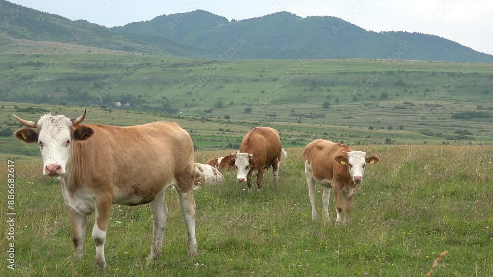 Cows Grazing in Mountains Agriculture Field, Beef Portrait Pasturing on Meadow, Animals in Pasture Farming, Countryside Village Cows Grazing in Mountains Agriculture Field, Beef Portrait Pasturing on Meadow, Animals in Pasture Farming, Countryside Village