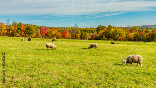 Maine-New Gloucester