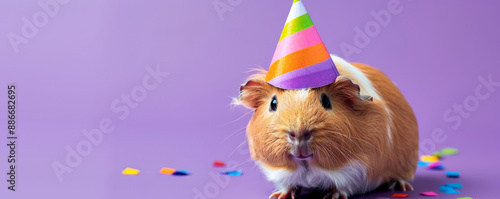 A cute guinea pig in a colorful birthday party hat, against a purple background, looking curious and