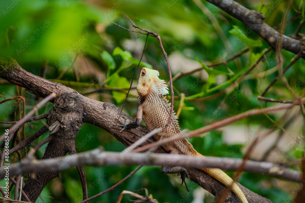 A Colorful Cameleon with blurred background. Picture clicked in a village of Tamil Nadu, South India, India A Colorful Cameleon with blurred background. Picture clicked in a village of Tamil Nadu, South India, India