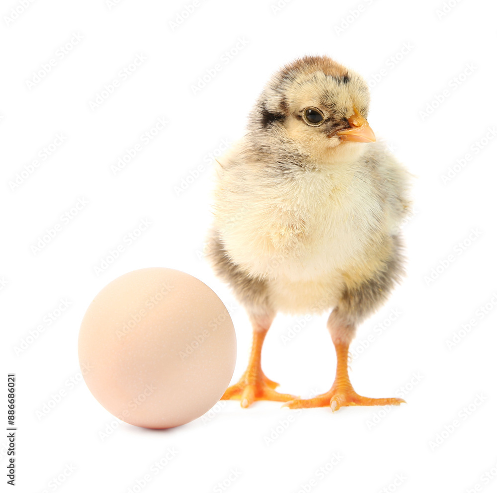 Obraz premium Cute chick and egg isolated on white. Baby animal