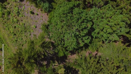 Wallpaper Mural green moss on the stone Torontodigital.ca