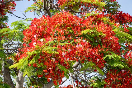 Bilde på lerret Beautiful Flamboyant (Delonix regia) flowers.