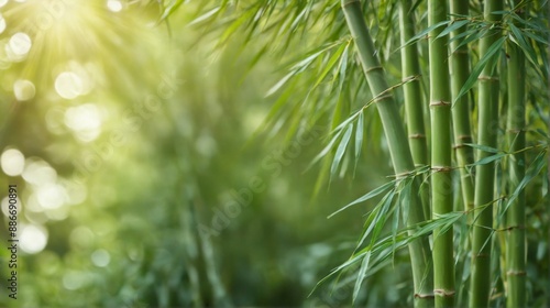 close-up bamboo plant long slender leaves leaves are