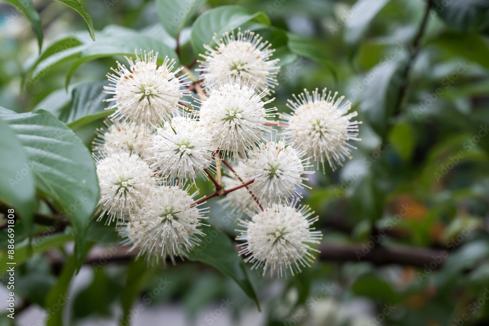 Beautiful Common buttonbush (Cephalanthus naucleoides) flowers. Beautiful Common buttonbush (Cephalanthus naucleoides) flowers.