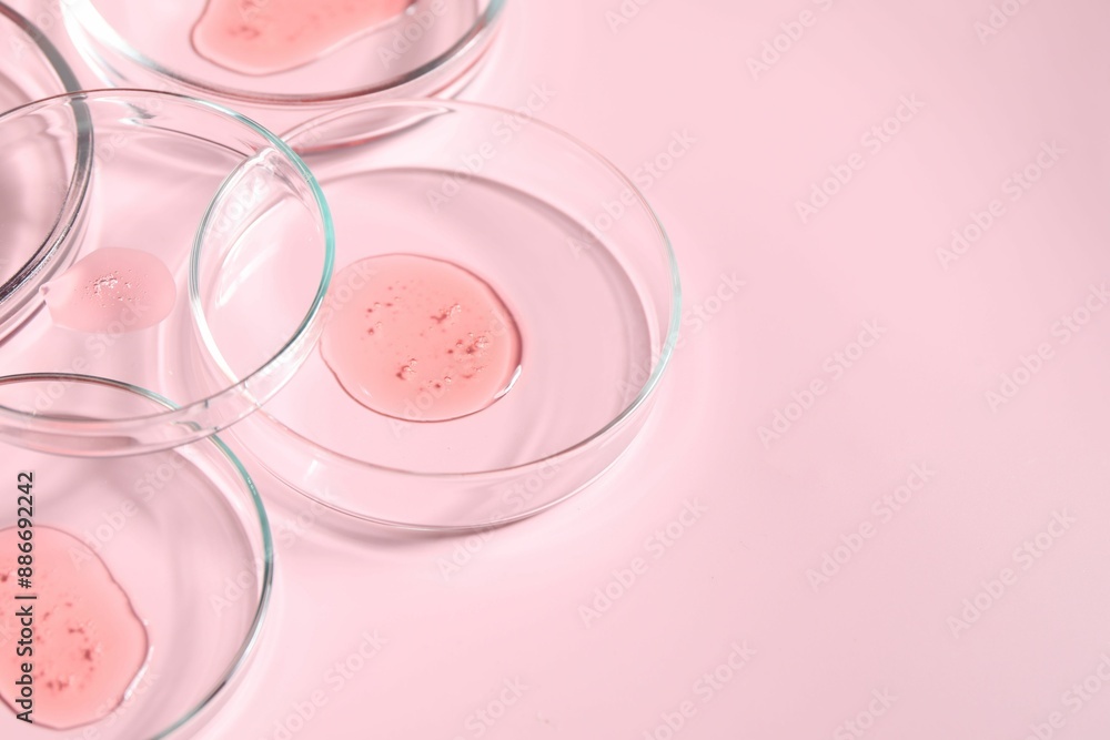 Petri dishes with samples on pink background, closeup. Space for text Petri dishes with samples on pink background, closeup. Space for text