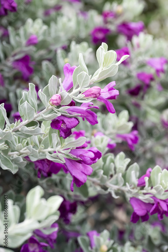 Beautiful Texas Sage (leucophyllum frutescens) flowers.