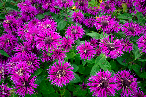 Pink flowers of Eastern Bee balm Monarda hybrida in a garden setting, creating a vibrant and lively background perfect for wallpaper. Delicate petals and lush greenery evoke a sense of summer's natura © Marcin Perkowski