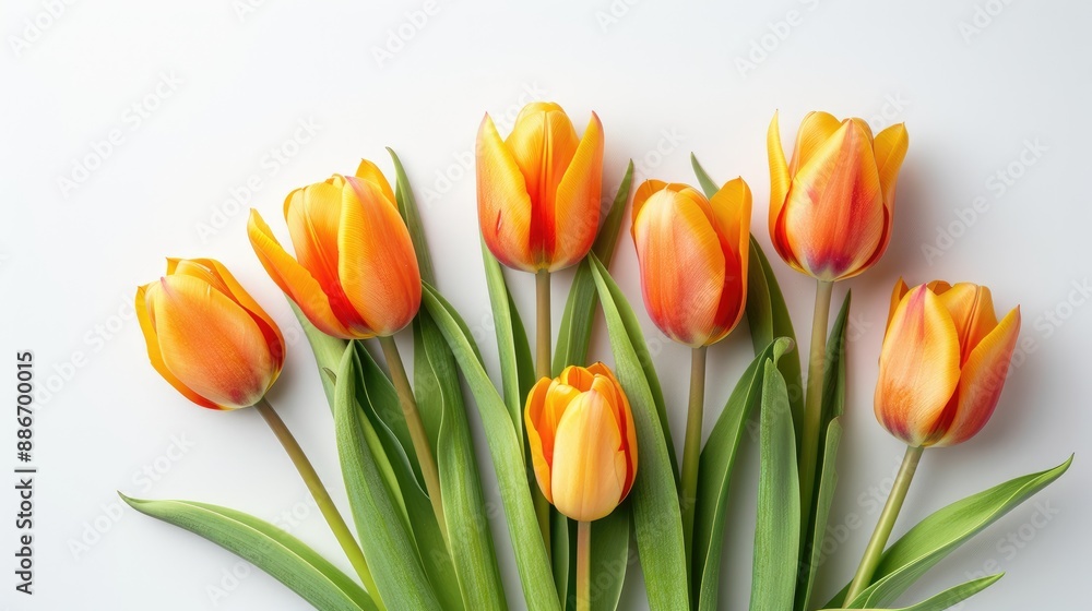 Naklejka premium Isolated bright tulip bouquet on white background festive greeting theme flat lay view