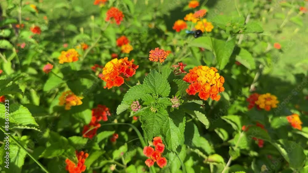 Lantana camara is a species of flowering plant within the verbena family, native to the American tropics. Lantana camara is a species of flowering plant within the verbena family, native to the American tropics.