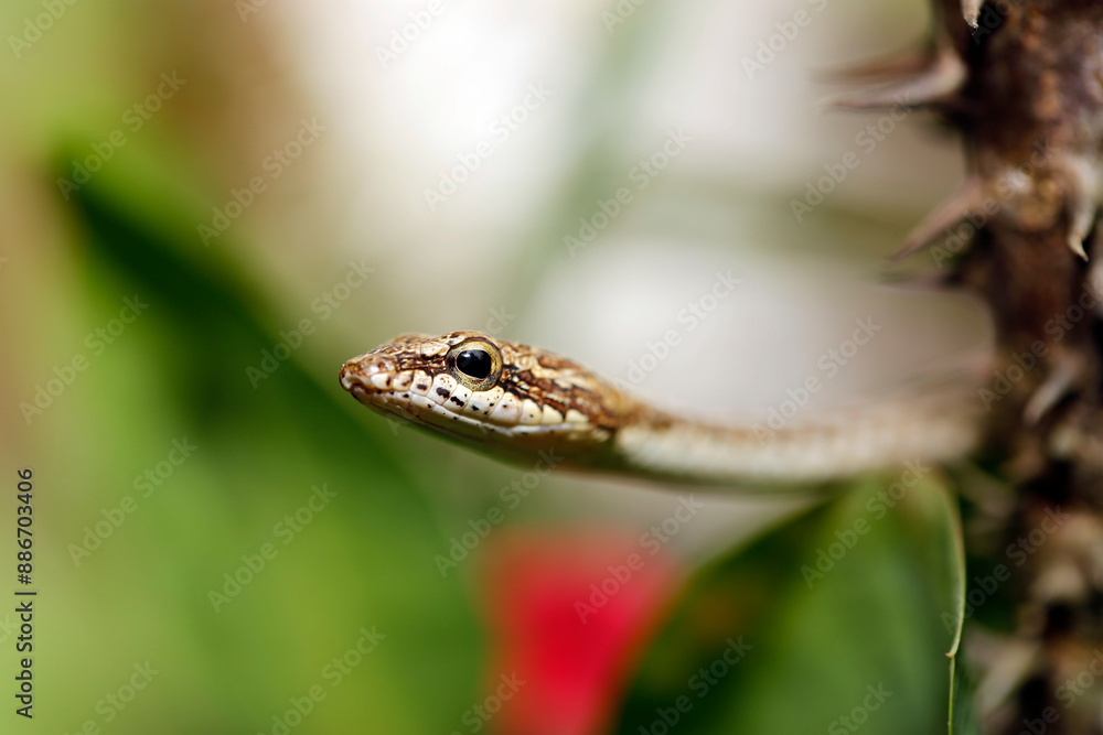 Close-up of a Juvenile Bronzeback Snake. Abai, Kinabatangan River, Sabah. Borneo, Malaysia Close-up of a Juvenile Bronzeback Snake. Abai, Kinabatangan River, Sabah. Borneo, Malaysia