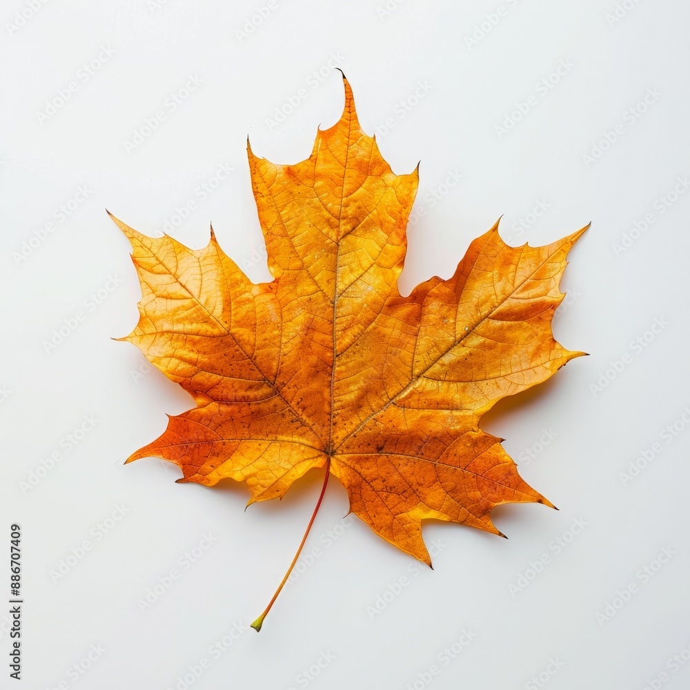 Fototapeta premium Single autumn maple leaf in vibrant shades of yellow and orange on a white background