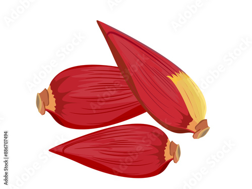 Banana blossom on a white background.