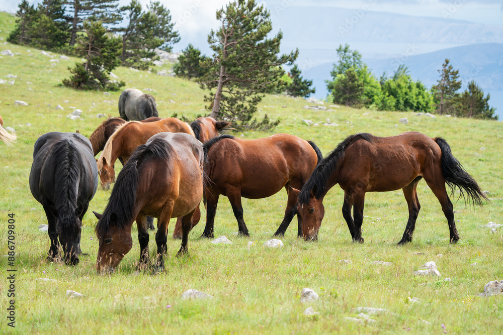 Free running horses on a mountain meadow against the backdrop of the Croatian Adriatic Sea. Free running horses on a mountain meadow against the backdrop of the Croatian Adriatic Sea.